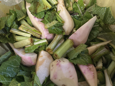 (Mサイズ)信州産 [レシピ付] 寒波で甘ウマ！ド旬の野沢菜