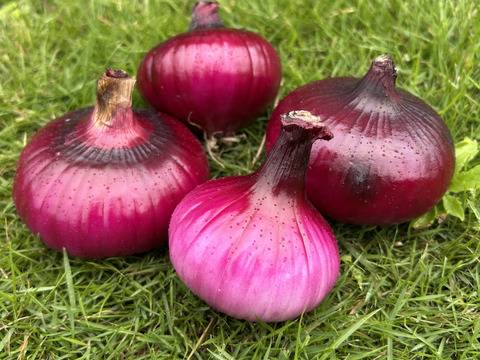 シャキシャキ食感！剥き赤玉ねぎ 5kg 5キロ（サイズ混合） 埼玉県加須市 遠藤農園 ケルたまルビー