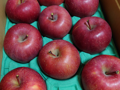 りんごGP2025最高金賞1位🎊【究極のサンふじ】コスモふじ 3キロ箱 商品ID52651 長野県 信州 安曇野 リンゴ 幻 幻のリンゴ  希少 旬 甘い ふじ サンふじ 6玉〜15玉