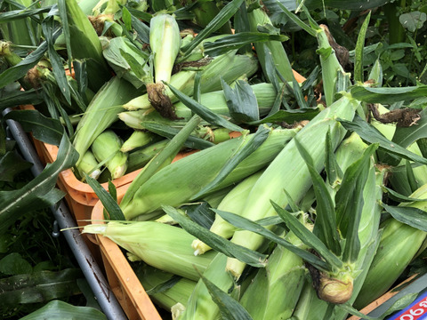 【 父の日ギフト 】朝採り❣️フルーツみたいなミラクルコーン🌽🌽🌽　み・ら・い　(味来)　5kg  (2L〜3Lサイズ　11〜12本)