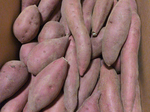 家族で食べたい！ほくほく甘い金時芋(小さめ・１箱３キロ)