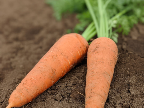 【アワード受賞福袋】有機野菜セット９品