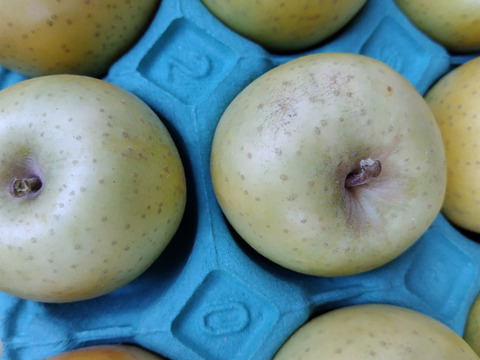 「【父の日ギフト】シナノゴールド3キロ　8～10玉　収穫後冷蔵庫保管から今目覚めた黄色いりんご