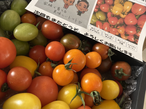 【定期便で５％お得】カラフルで甘いミニトマトの【おまかせ】詰め合わせセット（１ｋｇ）新鮮配送！ 完熟ツヤツヤ！魔法の美味しさ！【トマト食べ比べ】