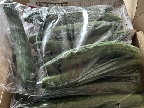 【朝どれ】採れたての胡瓜を味わってほしい‼️コンパクトBOXにいっぱいにしてお届けします❣️