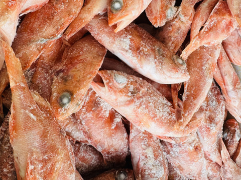 駿河湾の小さな夢カサゴ 約1kg（20尾前後）〜下処理済〜