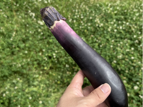 【夏野菜セット】100年続く農家のおすすめ！夏野菜セット| 約4.2㎏ |プレゼント付き🎁