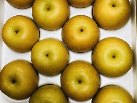 糖度ピークです‼️【ほぼほぼ果汁です💦】豊水梨贈答用5kg(14-16個)甘い‼️甘くてジューシーまるで梨ジュース🥤ひとつひとつ色付きを確かめて収穫😋完熟なのでキメが細かく味が濃い‼️