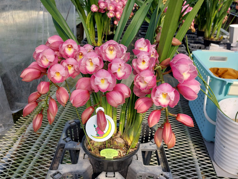 “Cym.ファーストストーリー”アーチ仕立て3本立