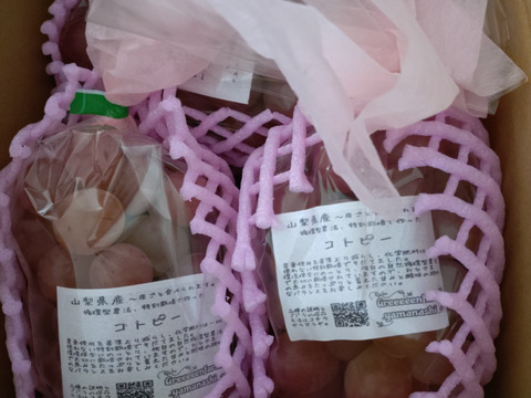 【朝どれ】【9月下旬からお届け:1kg以上！】コトピー 1kg箱