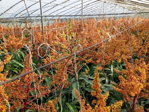 ≪優品≫名護市最北端 イナミファームの アップルマンゴー １ｋg