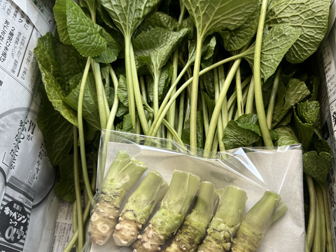 【朝採り当日発送】120年守る安曇野の湧水育ち。希少な「葉わさび1kg」＆お試し生わさび（ご家庭用・100g)セット