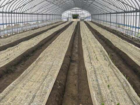 【期間限定】オリエンタルユリ『シベリア』（4-6輪）白色5本