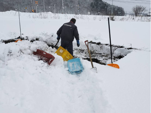 【サイズふぞろい・土付き】雪下ニンジン 2kg【農薬化学肥料不使用】