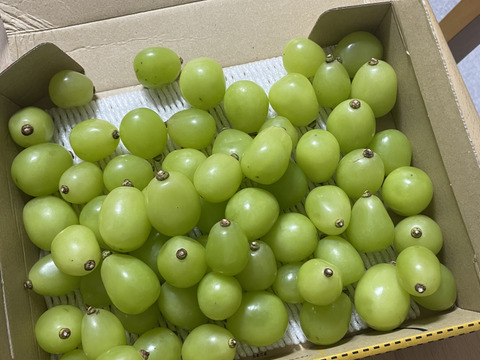 【冷蔵】人気殺到‼️2㎏ 粒バラ売り🍇✨種なしシャインマスカット★８月下旬〜順次発送！朝どれ生産量日本一の山梨県産★クール便