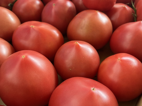 完熟！桃太郎トマト🍅4kg