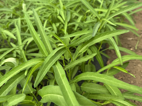 今が旬！！シャキシャキ空心菜【JIYURI エンサイ】1kg