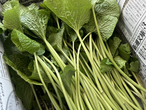 【朝採り当日発送】120年守る安曇野の湧水育ち。希少な「葉わさび2kg」