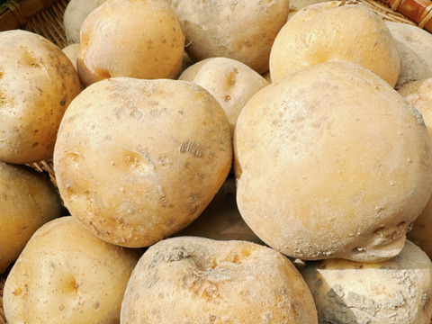 掘りたて新鮮‼️男爵‼️5キロ入‼️