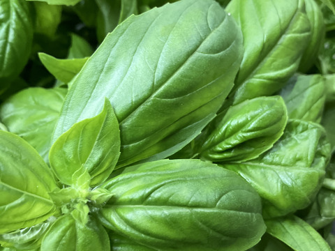 爽やかバジル　500g