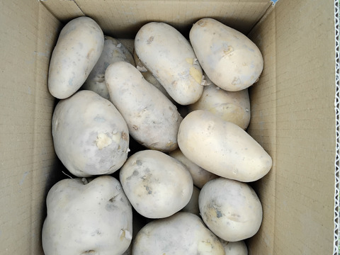 世界農業遺産の地域で採れたじゃがいも！男爵とメークイン60サイズ箱バラ詰め