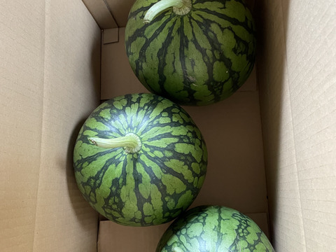 タネ小さく食べやすい！小玉スイカ「ピノガール」3玉約9キロ