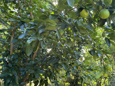 香酸柑橘6種食べ比べSET