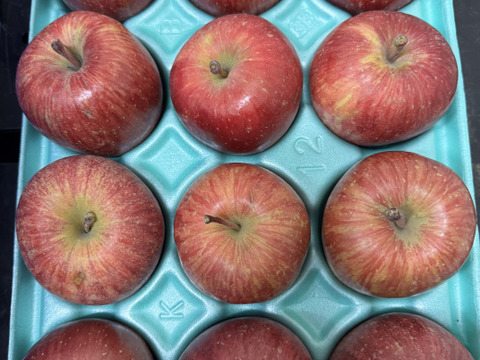 青森県産りんご　小ぶりで食べやすい　訳あり小玉りんご　葉取らずふじ【訳あり3kg 12個〜13個】