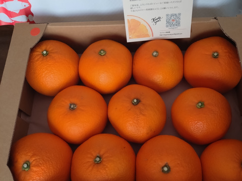 八朔のプリンセス🟠✨プリップリな紅八朔(はっさく) 3.5kg前後 8〜11玉入 Lサイズ以上