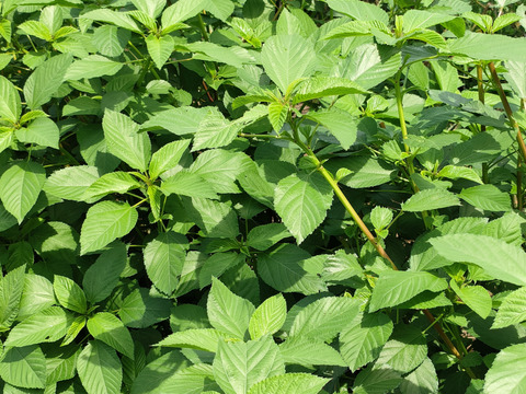 野菜の王様 ！！モロヘイヤ　１kg　今が旬で栄養満点　暑い夏にピッタリ　農薬化学肥料不使用