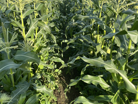 プチプチ食感で、甘〜い、朝採りとうもろこし10本(一本約400g)