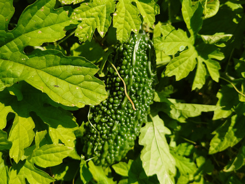 秋の自然栽培野菜LLセット7種類〜《12月、自然栽培野菜5.5kg前後80サイズ》朝採りで超新鮮［季節の固定種在来種専門農家だからできる］淡路島から初収穫固定種人参いり