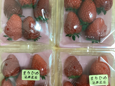 朝採れ、完熟収穫いちご　まりひめ　1000g (250g × 4p)