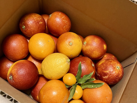 【希少】ブラッドオレンジ   約2.5kg