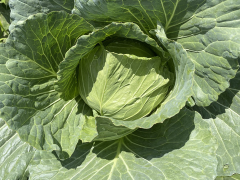 今が旬❗️甘〜い‼️大野ヶ原高原キャベツ🥬Sサイズx2p