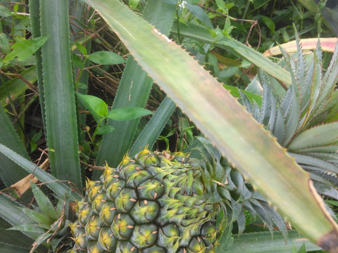 石垣島蜜蜂農園のスナックパイナップル3玉3キロ