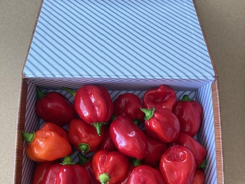 ハバネロ　200g （20～25個）神戸市北区産　激辛国産赤ハバネロ