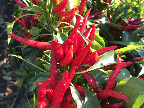 今の時期だけ！　農家自慢の生の赤唐辛子　採れたて新鮮　150g以上お入れしてお届けいたします。