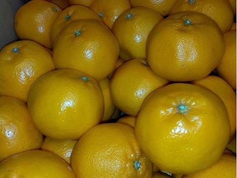 【希少品種】果肉がプチプチ弾ける香りの良い「はるみ」(贈答用Ｍ／Ｌサイズ１０㎏)