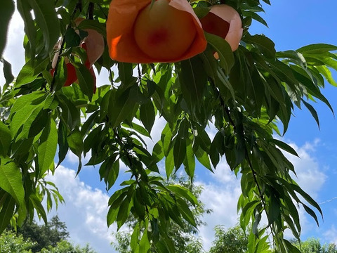 【2024年度予約スタート】ご家庭用・とろける果肉とたっぷりの果汁の岡山の白桃・白鳳（1.5㎏箱）