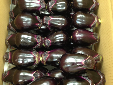 泉州水なす漬4個（特選・のし袋）＋生2個