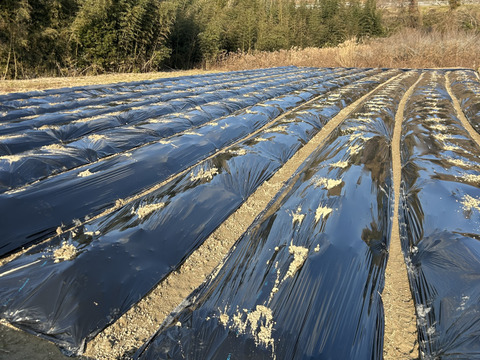 玉葱　七宝甘70　奈良県五條市産