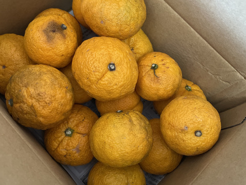 【幻の果実】完熟じゃばら２ｋｇ ご家庭用 農薬不使用 自然栽培 愛媛県産