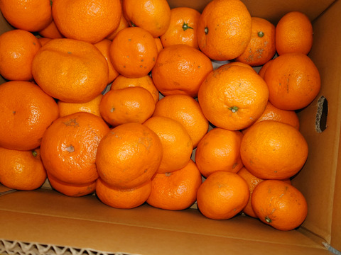 【訳あり】濃厚なコクと酸味がおいしい！有田みかん★早生★自家製堆肥栽培★定番5kg★和歌山★