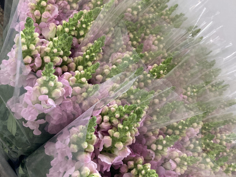 【数量限定】【初登場】規格外　金魚草　色おまかせmix　約10本