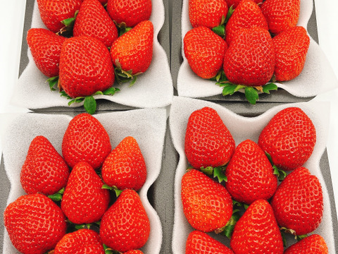 【旬割-1,000円】8P!山の斜面で十分な日光を浴びたビタミンCたっぷり苺！2kg