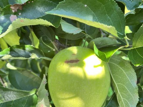 青森県産りんご　王林　訳アリ　【10㎏　28～40個入り】