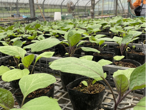 朝取り！　訳ありナス(筑陽)3キロ(15〜30本)