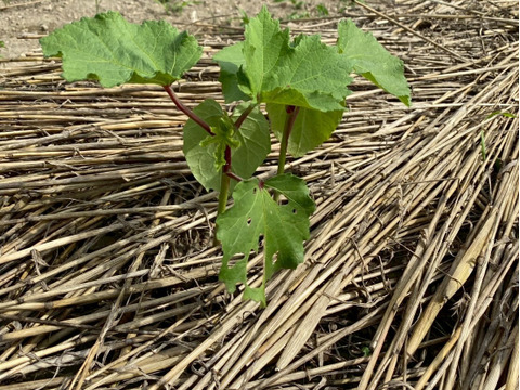 今夜は夏野菜カレーに決まり！夏野菜６品目セット　１人前