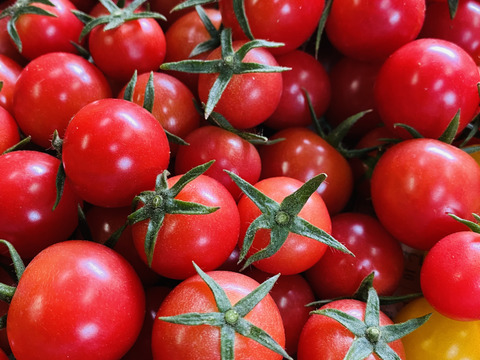 【限定品‼️8月23日発送❗️】ミニトマト　ピンキー、恋味、ミディトマト　リコピンポン‼️食べ比べセット❗️